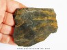 branchiosaure (protriton) petrolei  (4)