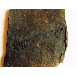 branchiosaure (protriton) petrolei  (5)