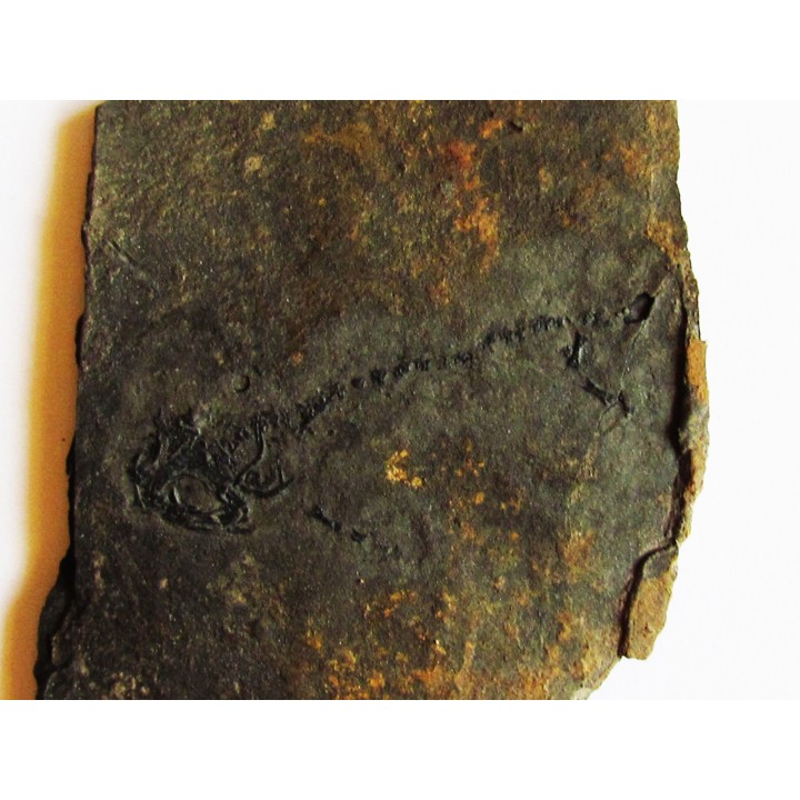branchiosaure (protriton) petrolei  (5)
