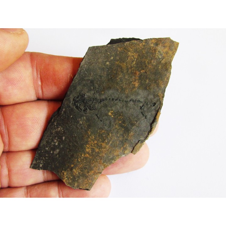 branchiosaure (protriton) petrolei   (5)                       