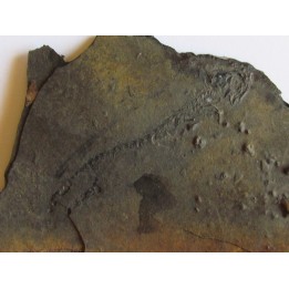 branchiosaure (protriton) petrolei   (6)                       