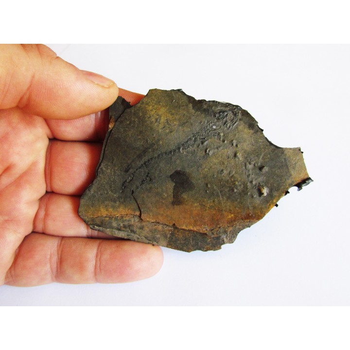 branchiosaure (protriton) petrolei  (6)