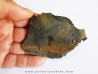 branchiosaure (protriton) petrolei   (6)                       