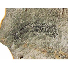 branchiosaure (protriton) petrolei  (7)
