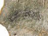 branchiosaure (protriton) petrolei  (7)