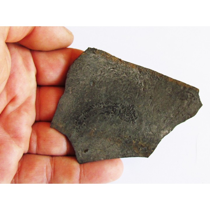 branchiosaure (protriton) petrolei  (7)