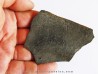 branchiosaure (protriton) petrolei  (7)