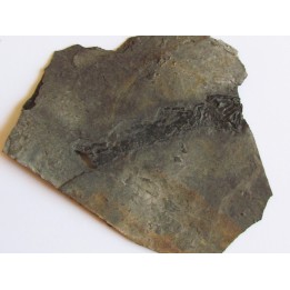 branchiosaure (protriton) petrolei   (9)                       