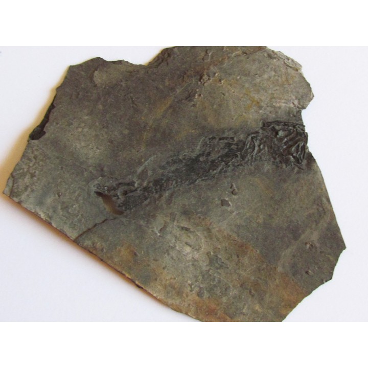 branchiosaure (protriton) petrolei  (9)