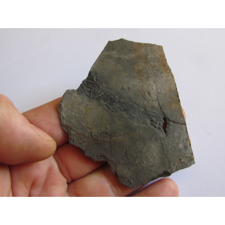 branchiosaure (protriton) petrolei  (9)