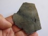 branchiosaure (protriton) petrolei   (9)                       