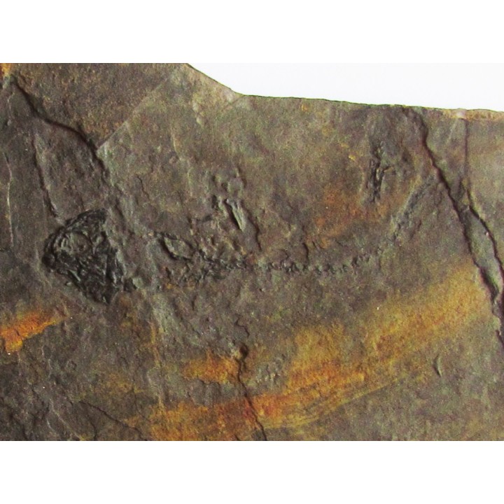 branchiosaure (protriton) petrolei  (10)