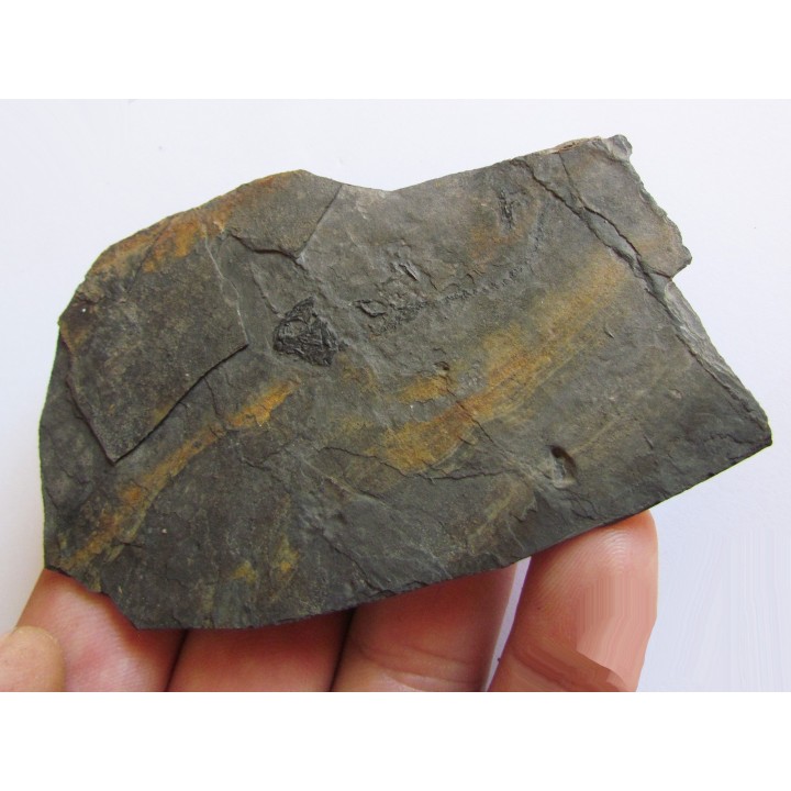 branchiosaure (protriton) petrolei  (10)