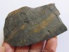 branchiosaure (protriton) petrolei  (10)