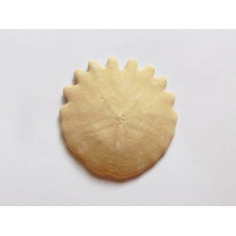 urchin Heliophora orbiculus (1)