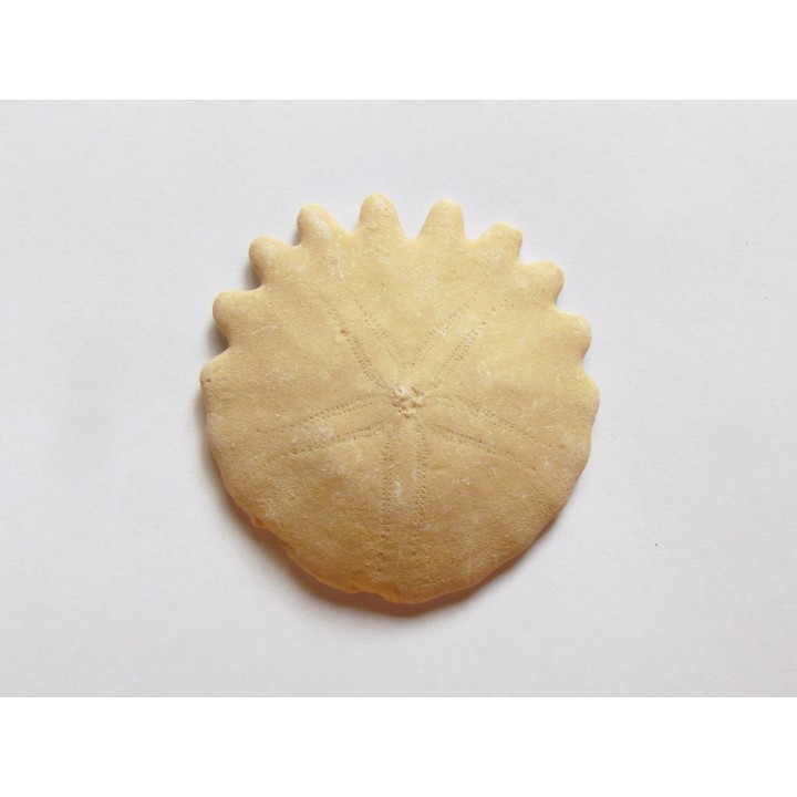 oursin Heliophora orbiculus (1)