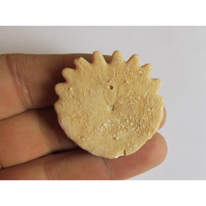 oursin Heliophora orbiculus (1)