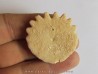 oursin Heliophora orbiculus (1)