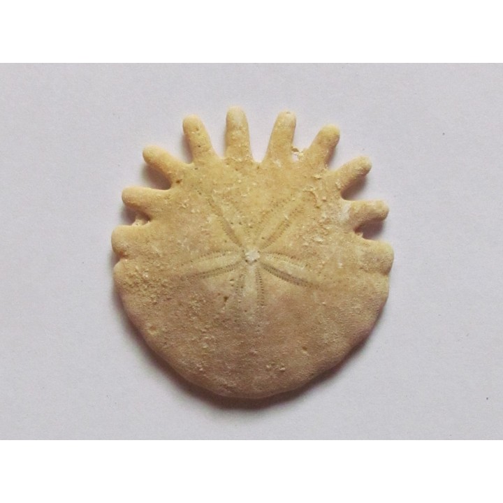 oursin Heliophora orbiculus (3)