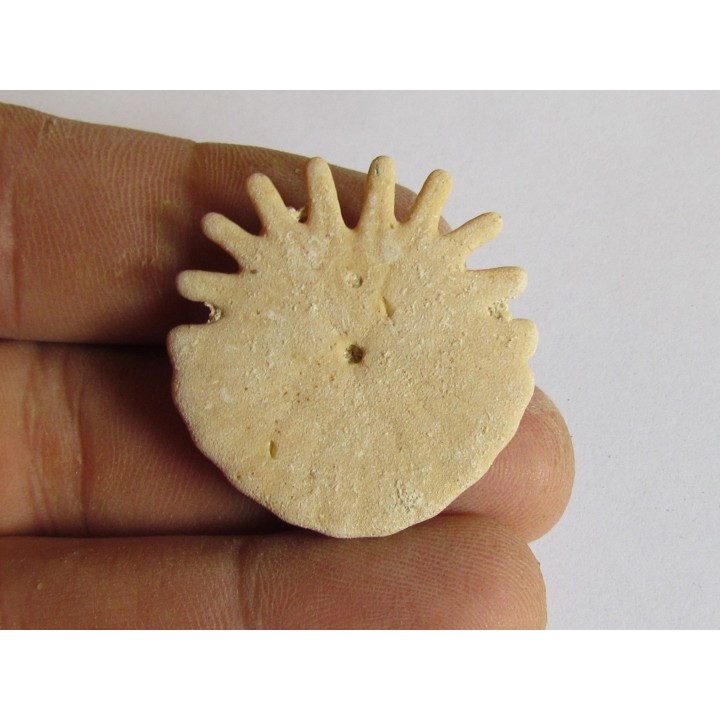 oursin Heliophora orbiculus (3)