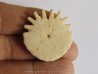 oursin Heliophora orbiculus (3)