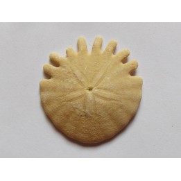 urchin Heliophora orbiculus (4)