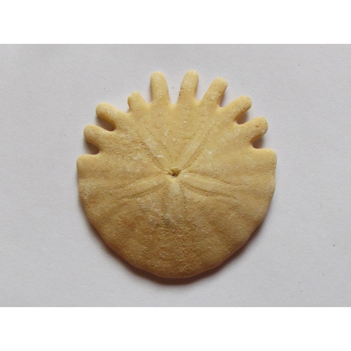oursin Heliophora orbiculus (4)
