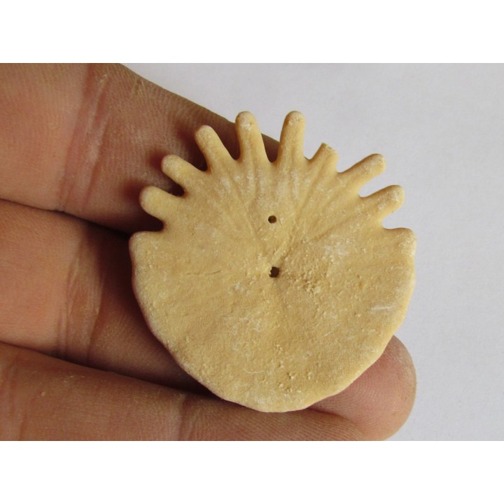 oursin Heliophora orbiculus (4)