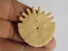 oursin Heliophora orbiculus (4)