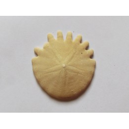 urchin Heliophora orbiculus (6)