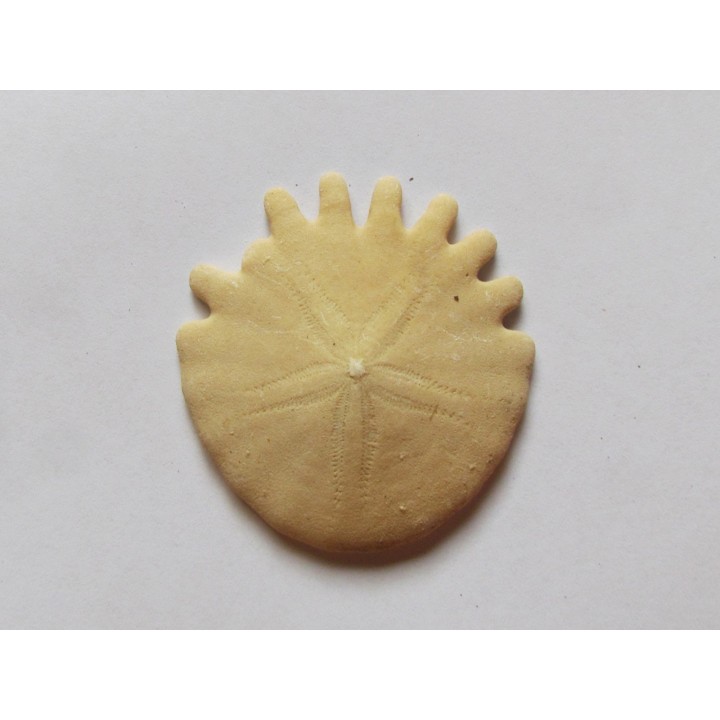 urchin Heliophora orbiculus (6)