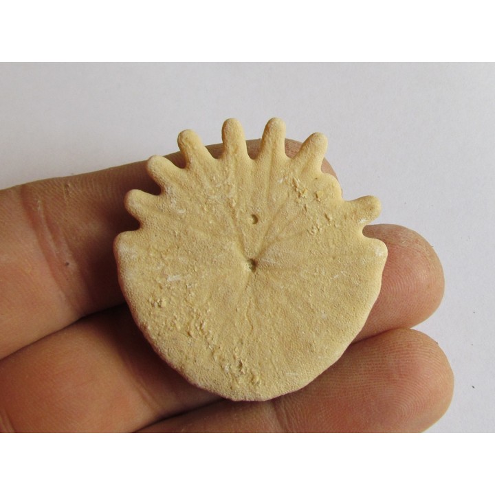 urchin Heliophora orbiculus (6)