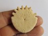 urchin Heliophora orbiculus (6)