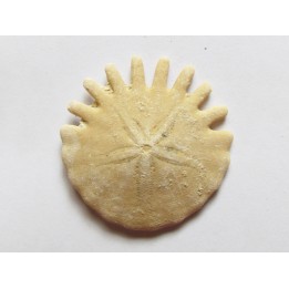 urchin Heliophora orbiculus (7)