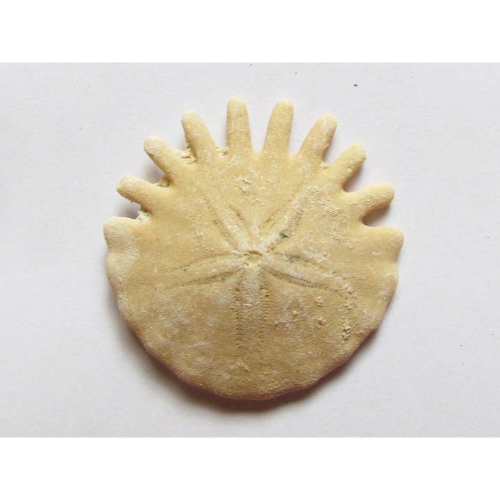 oursin Heliophora orbiculus (7)