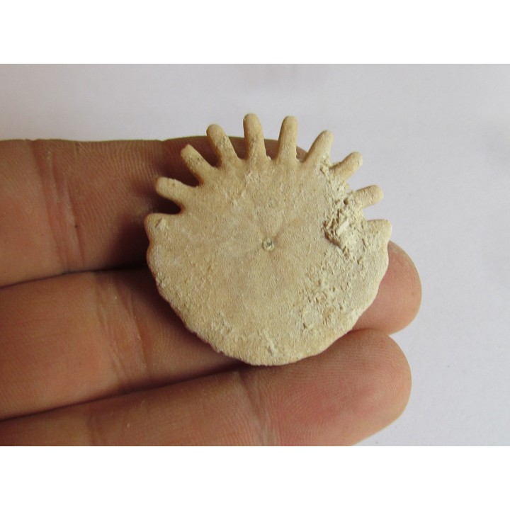 oursin Heliophora orbiculus (7)