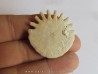 oursin Heliophora orbiculus (7)