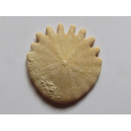 urchin Heliophora orbiculus (9)