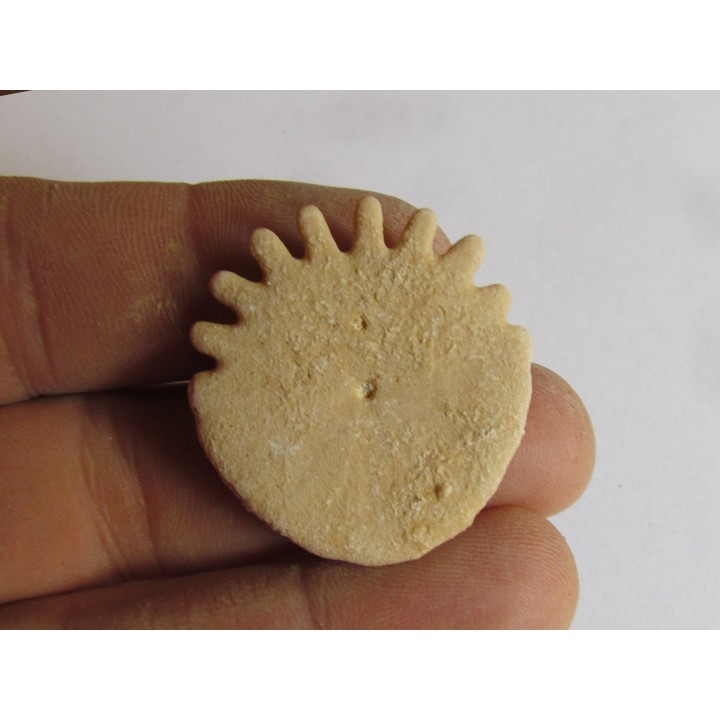 oursin Heliophora orbiculus (9)