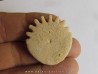 oursin Heliophora orbiculus (9)