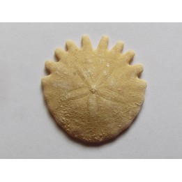 urchin Heliophora orbiculus (10)