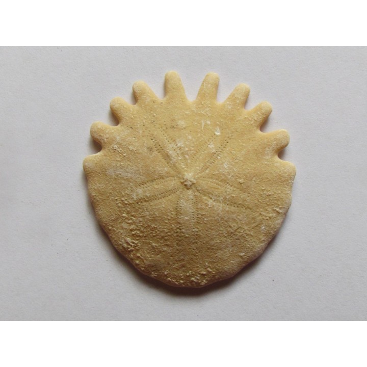 oursin Heliophora orbiculus (10)