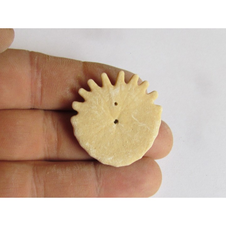oursin Heliophora orbiculus (10)