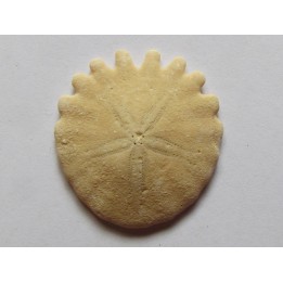 urchin Heliophora orbiculus (11)