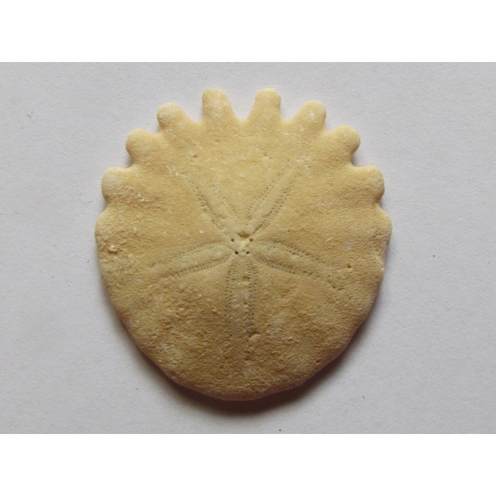 oursin Heliophora orbiculus (11)