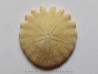 oursin Heliophora orbiculus (11)