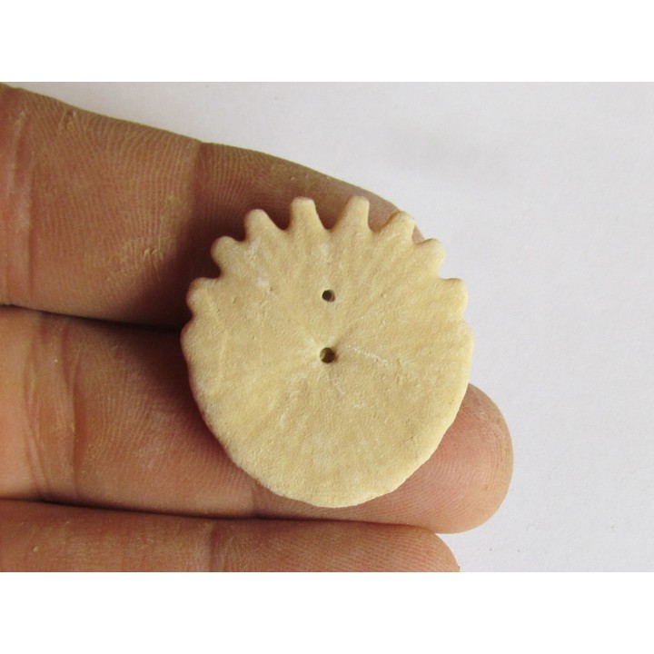 oursin Heliophora orbiculus (11)