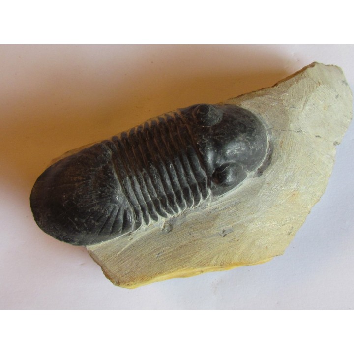 PARALEJURUS SPATULIFORMIS  Schraut & Feist, 2004 (4)