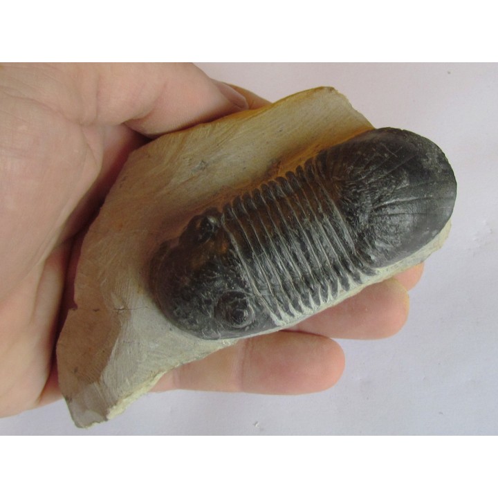 PARALEJURUS SPATULIFORMIS  Schraut & Feist, 2004 (4)