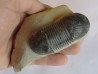 PARALEJURUS SPATULIFORMIS  Schraut & Feist, 2004 (4)